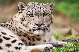 White Snow Leopard9717519693